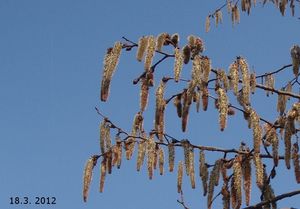 Topol osika (Populus tremula)