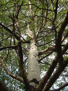 Topol osika (Populus tremula)