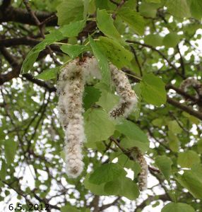 Topol osika (Populus tremula)