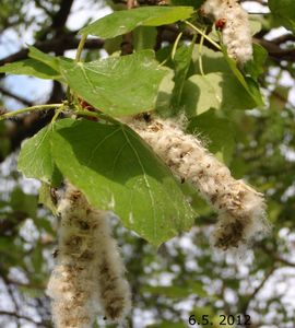 Topol osika (Populus tremula)