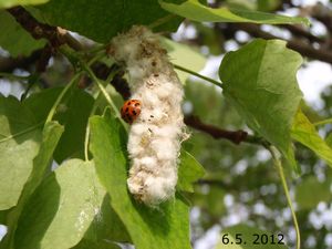 Topol osika (Populus tremula)