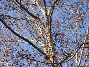 Platan (Platanus sp.)