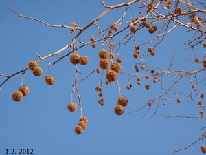 Platan (Platanus sp.)