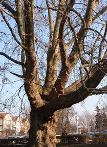 Platan (Platanus sp.)