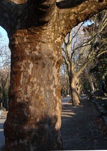 Platan (Platanus sp.)