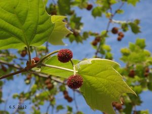 Platan (Platanus sp.)