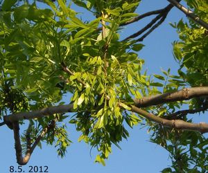 Jasan ztepilý (Fraxinus excelsior)