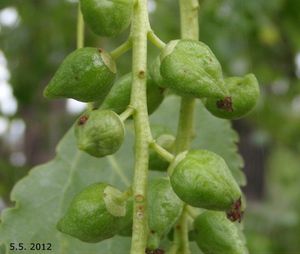 Topol černý (Populus nigra)