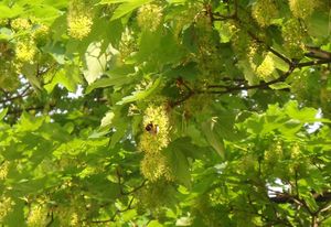 Javor horský, klen (Acer pseudoplatanus)