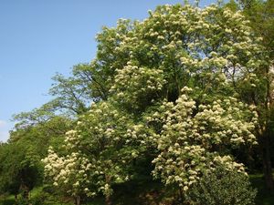 Jasan zimnář (Fraxinus ornus)