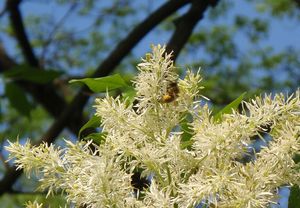 Jasan zimnář (Fraxinus ornus)