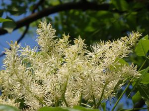 Jasan zimnář (Fraxinus ornus)