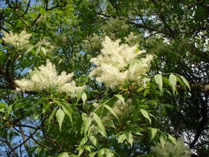 Jasan zimnář (Fraxinus ornus)