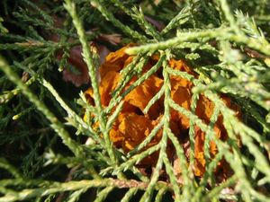 Jalovec přenašeč rzi hrušňové (Juniperus sp.)