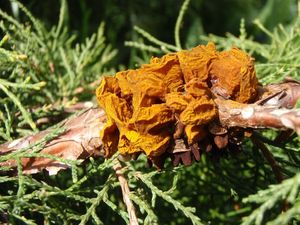 Jalovec přenašeč rzi hrušňové (Juniperus sp.)