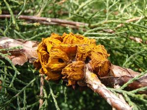 Jalovec přenašeč rzi hrušňové (Juniperus sp.)