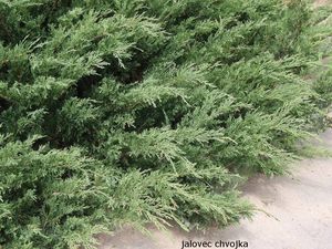 Jalovec přenašeč rzi hrušňové (Juniperus sp.)