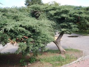 Jalovec přenašeč rzi hrušňové (Juniperus sp.)