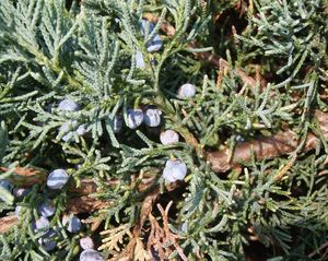 Jalovec přenašeč rzi hrušňové (Juniperus sp.)