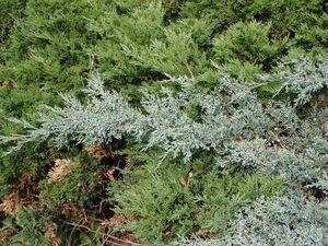 Jalovec přenašeč rzi hrušňové (Juniperus sp.)