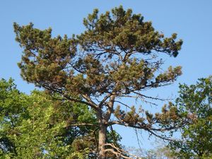 Borovice černá (Pinus nigra)