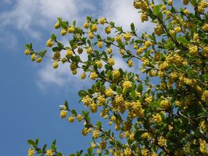 Dřišťál obecný (Berberis vulgaris)