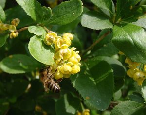 Dřišťál obecný (Berberis vulgaris)