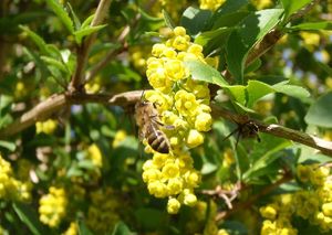 Dřišťál obecný (Berberis vulgaris)