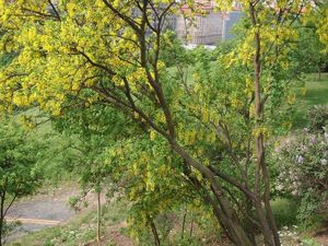 Štědřenec obecný (Laburnum anagyroides)