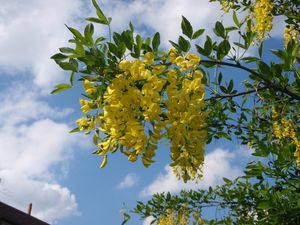 Štědřenec obecný (Laburnum anagyroides)