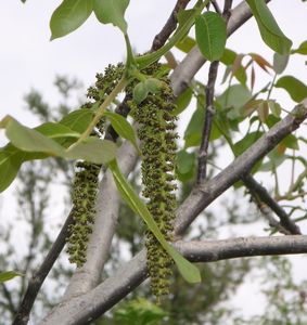 Ořešák královský (Juglans regia)