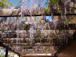 Vistárie čínská (Wisteria sinensis)