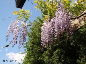 Vistárie čínská (Wisteria sinensis)