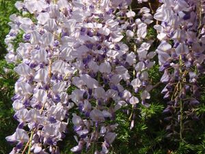 Vistárie čínská (Wisteria sinensis)