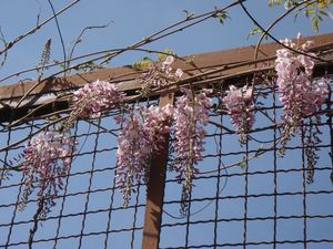 Vistárie čínská (Wisteria sinensis)