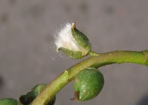 Topol černý (Populus nigra)