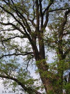 Trnovník bílý /akát/ (Robinia pseudacacia)