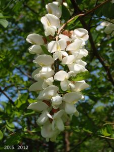 Trnovník bílý /akát/ (Robinia pseudacacia)