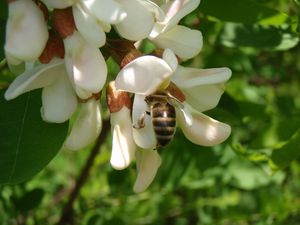 Trnovník bílý /akát/ (Robinia pseudacacia)