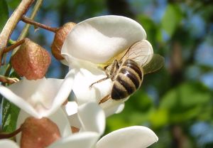 Trnovník bílý /akát/ (Robinia pseudacacia)