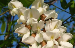 Trnovník bílý /akát/ (Robinia pseudacacia)