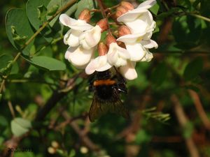 Trnovník bílý /akát/ (Robinia pseudacacia)