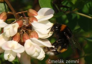 Trnovník bílý /akát/ (Robinia pseudacacia)