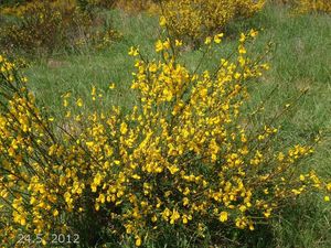 Janovec metlatý (Cytisus scoparius)