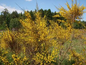 Janovec metlatý (Cytisus scoparius)