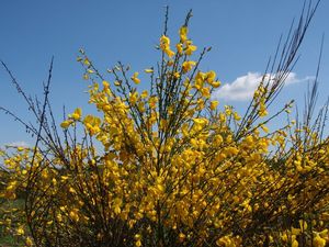 Janovec metlatý (Cytisus scoparius)