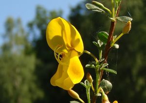 Janovec metlatý (Cytisus scoparius)