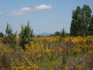 Janovec metlatý (Cytisus scoparius)