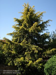 Tis červený (Taxus baccata)