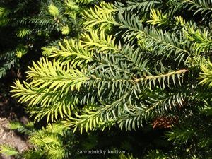 Tis červený (Taxus baccata)